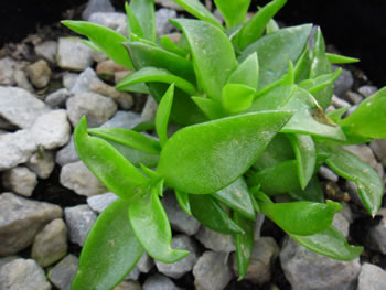 sceletium-tortuosum-plant